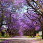 25 BLUE JACARANDA TREE ( Fern Tree / Brazilian Rose Wood / Green Ebony ) Jacaranda Mimosifolia Seeds
