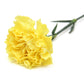 50 YELLOW CARNATION Dianthus Caryophyllus Grenadin Double Flower Seeds