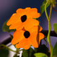 30 BLACK Eyed SUSAN VINE Thunbergia Alata Orange Yellow Black Flower Seeds