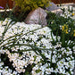 800 WHITE ALPINE ROCKCRESS Aubrieta Rock Cress Arabis Alpina Flower Seeds