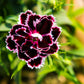 50 VELVET N LACE DIANTHUS Chinensis Black & White Flower Seeds