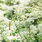 20 QUEEN of the MEADOW Filipendula Ulmaria Meadowsweet Native Prairie Fragrant White Flower Seeds