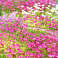 50 ROSE ROBE SAXIFRAGA Arendsii Mossy Rockfoil Evergreen Flower Seeds