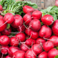 2000 CRIMSON GIANT RADISH Raphanus Sativus Vegetable Seeds