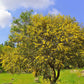 10 GOLDEN MIMOSA Acacia Baileyana Yellow Wattle Tree Flower Seeds