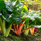 150 RAINBOW MIX SWISS CHARD Mixed Colors Beta Vulgaris Vegetable Seeds