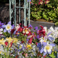 100 DWARF COLUMBINE MIX Aquilegia Vulgaris Mixed Colors Flower Seeds