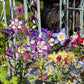 100 DWARF COLUMBINE MIX Aquilegia Vulgaris Mixed Colors Flower Seeds