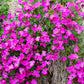 150 SPRING CHARM ROCKCRESS Rose Rock Cress Arabis Arendsii Flower Mix Seeds