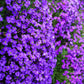 500 PURPLE ROCKCRESS Rock Cress Aubrieta Deltoidea Flower Seeds