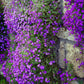 400 RAINBOW ROCKCRESS Rock Cress Large Flowered Aubrieta Cultorum Flower Seeds