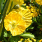 20 Yellow WELSH POPPY Meconopsis Papaver Cambricum Perennial Shade Flower Seeds