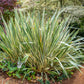 10 Variegated NEW ZEALAND FLAX Phormium Tenax Variegatum Ornamental Grass Flower Seeds