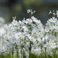 100 WHITE FAIRY PRIMROSE Primula Malacoides Baby Primrose Shade Houseplant Flower Seeds