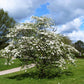 10 American WHITE FLOWERING DOGWOOD Small Tree Cornus Florida Seeds