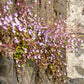 100 KENILWORTH IVY (Ivy-Leaved Toadflax) Cymbalaria Muralis Vine Flower Seeds