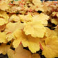 1200 Mixed Colors CORAL BELLS HEUCHERA Shade Flower Seeds