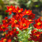 500 RED Dwarf PLAINS COREOPSIS Coreopsis Tinctoria Flower Seeds
