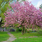 10 JAPANESE FLOWERING CHERRY Tree Oriental Prunus Serrulata Flower Seeds