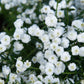 150 PEARL YARROW White Double Achillea Ptarmica Herb Flower Seeds