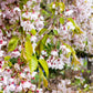 10 WEEPING HIGAN CHERRY Tree Japanese Prunus Subhirtella Pendula Pink Flower Seeds