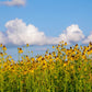 100 YELLOW CONEFLOWER Ratibida Pinnata Flower Seeds