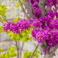 40 CHINESE REDBUD Cercis Chinensis Shrub Small Tree Pink Purple Flower Seeds