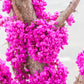 40 CHINESE REDBUD Cercis Chinensis Shrub Small Tree Pink Purple Flower Seeds