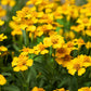 300 MEXICAN Mint MARIGOLD Spanish Tarragon Tagetes Lucida Flower Herb Seeds