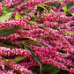 100 PINKWEED Smartweed Pink Knotweed Polygonum Wetland Flower Herb Seeds