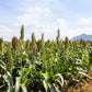 70 SUGAR DRIP SORGHUM Amber Cane Grain Sweet Syrup Vegetable Seeds