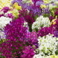 2000 NORTHERN LIGHTS Mix SNAPDRAGON Linaria Maroccana Flower Seeds