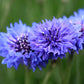 1000 Tall Blue BACHELOR'S BUTTON / CORNFLOWER Centaurea Cyanus Flower Seeds
