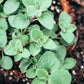 500 GREEK OREGANO Italian / Winter Marjoram Origanum Vulgare Hirtum Herb Seeds