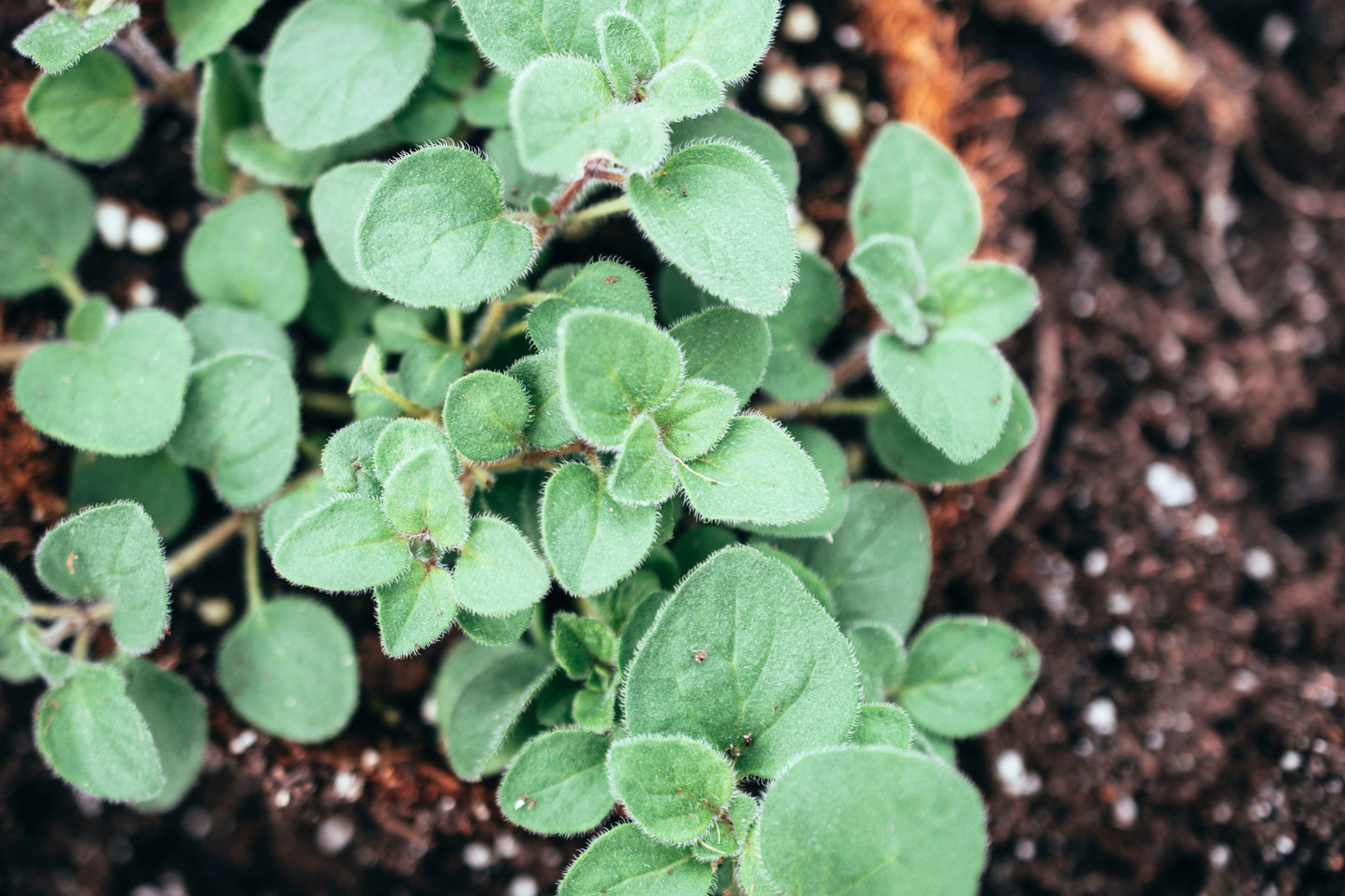 500 GREEK OREGANO Italian / Winter Marjoram Origanum Vulgare Hirtum Herb Seeds