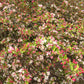 30 Sargent CRAB APPLE Shrub Hummingbird Flower White Red Malus Sargentii Seeds