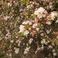 30 Sargent CRAB APPLE Shrub Hummingbird Flower White Red Malus Sargentii Seeds