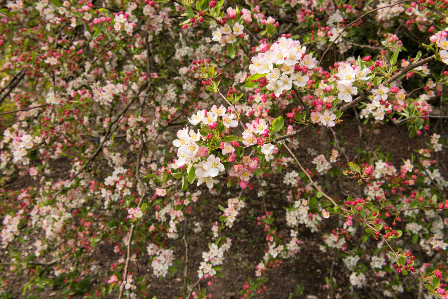 30 Sargent CRAB APPLE Shrub Hummingbird Flower White Red Malus Sargentii Seeds