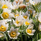 25 WHITE ANEMONE Pulsatilla Vulgaris PASQUE flower Seeds