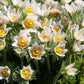 25 WHITE ANEMONE Pulsatilla Vulgaris PASQUE flower Seeds