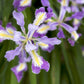 20 Blue & Purple OREGON IRIS ( Tough-Leaf Iris ) Iris Tenax Flower Seeds