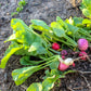 500 Mixed Colors EASTER EGG RADISH Raphanus Sativus Vegetable Seeds