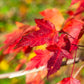 25 SIBERIAN MAPLE TREE Acer Ginnala Seeds - Red Fall Foliage