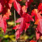 25 SIBERIAN MAPLE TREE Acer Ginnala Seeds - Red Fall Foliage