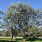 20 SILVER DROP EUCALYPTUS Gunnii Cider Gum Silver Blue Foliage Florist Tree Seeds