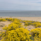 1000 GOLDEN TUFT ALYSSUM Basket of Gold Aurinia Saxatilis Yellow Flower Seeds