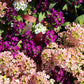 50 Easter Bonnet PEACH ALYSSUM Lobularia Maritima Hummingbird Flower Seeds