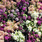 500 Sweet ALYSSUM PASTEL CARPET Mix Lobularia Maritima Flower Seeds
