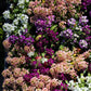 50 Easter Bonnet PEACH ALYSSUM Lobularia Maritima Hummingbird Flower Seeds