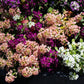 50 Easter Bonnet PEACH ALYSSUM Lobularia Maritima Hummingbird Flower Seeds